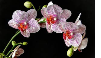 Orchids